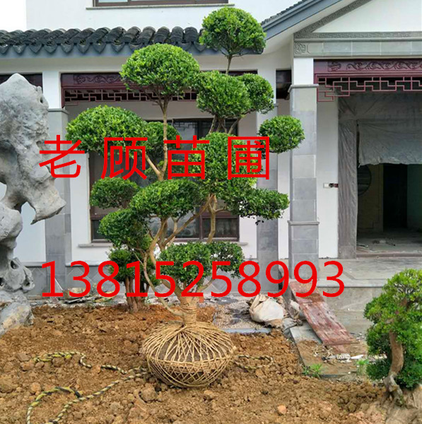 黃楊樹圖片/黃楊樹樣板圖 (1)