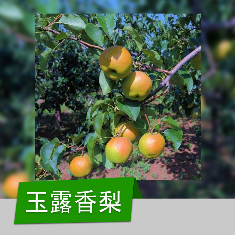 梨樹苗圖片/梨樹苗樣板圖 (4)