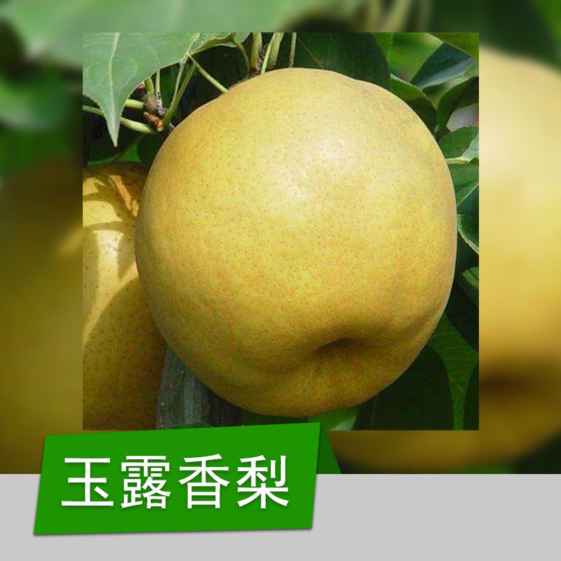 梨樹苗圖片/梨樹苗樣板圖 (2)