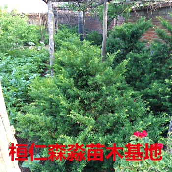 東北紅豆杉圖片/東北紅豆杉樣板圖 (4)