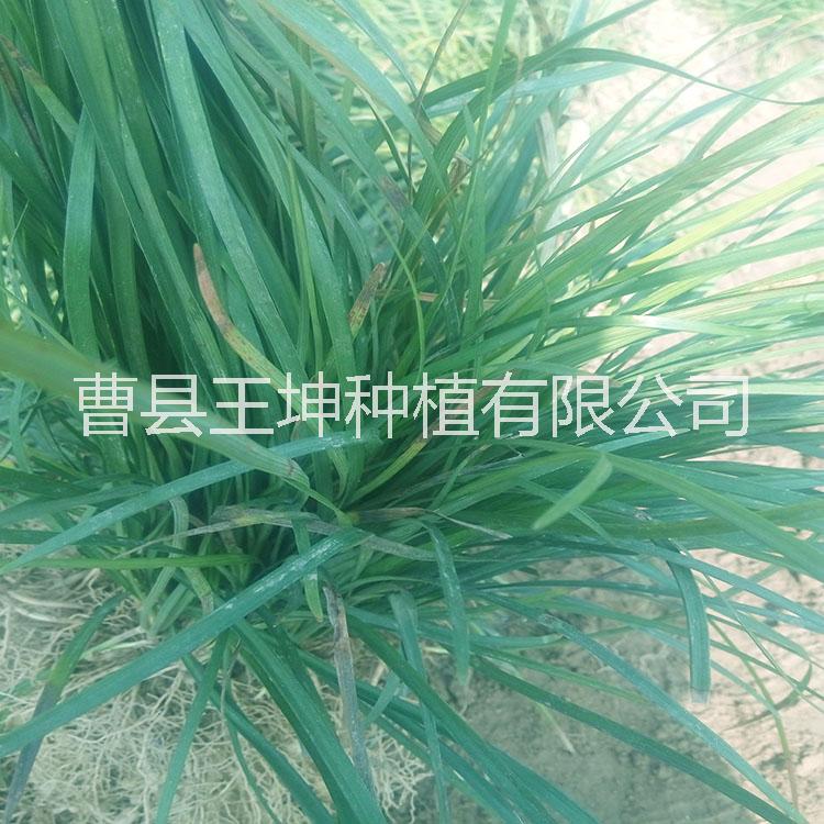 菏澤草坪圖片/菏澤草坪樣板圖 (1)