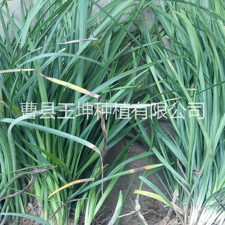 菏澤草坪圖片/菏澤草坪樣板圖 (3)