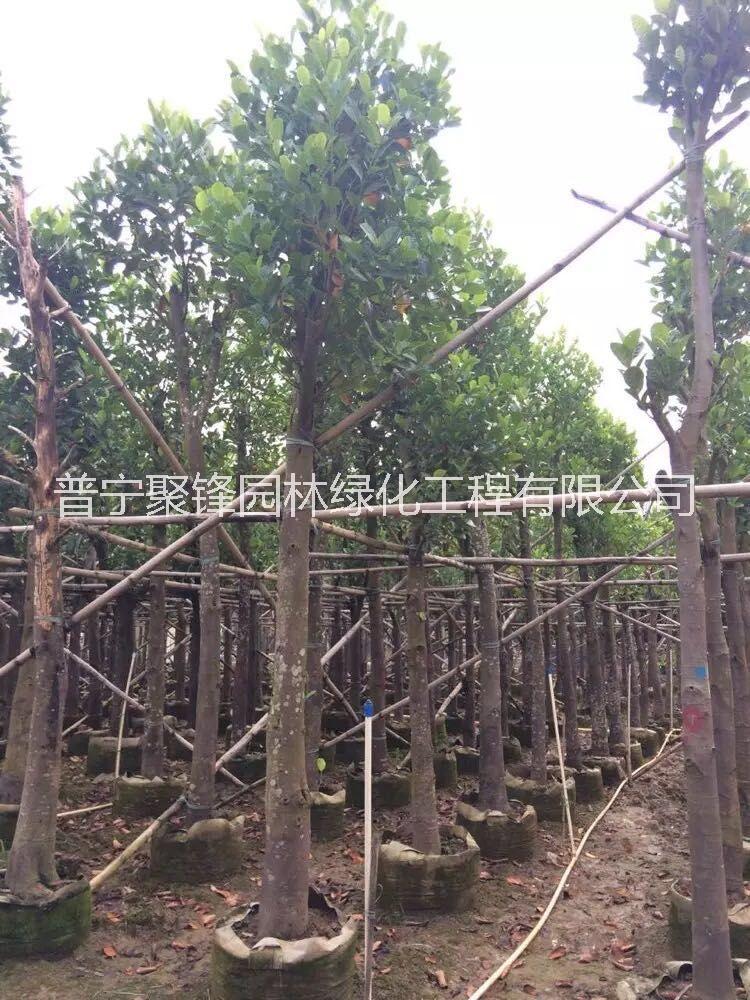 菠蘿蜜圖片/菠蘿蜜樣板圖 (2)