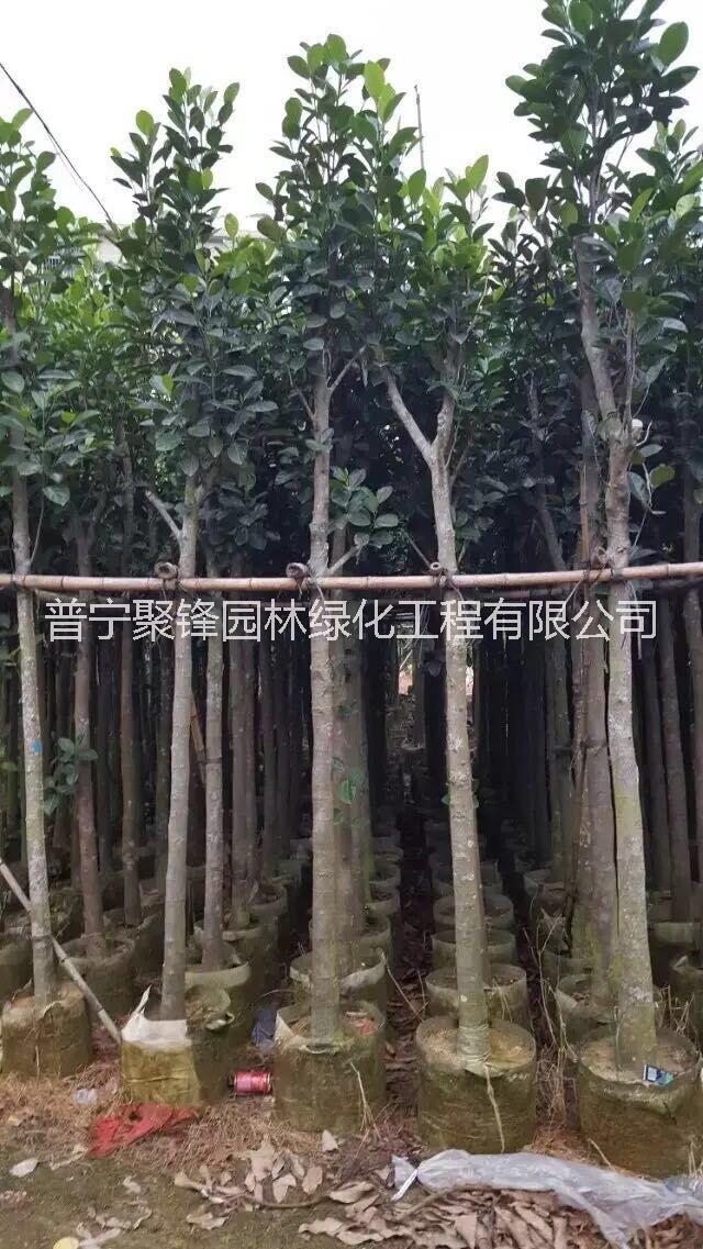 菠蘿蜜圖片/菠蘿蜜樣板圖 (4)