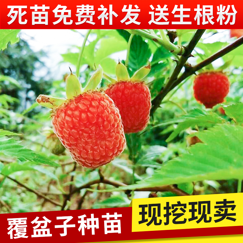 苗木直銷(xiāo)覆盆子苗生產(chǎn)廠商  宣城市苗木直銷(xiāo)覆盆子苗生產(chǎn)廠商 覆盆子苗生產(chǎn)廠商苗木直銷(xiāo)
