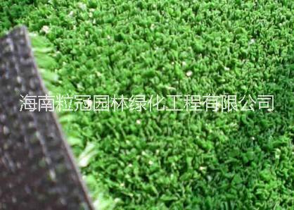 海南草皮圖片/海南草皮樣板圖 (2)