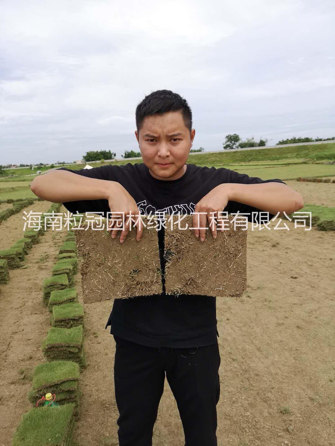 臺灣草圖片/臺灣草樣板圖 (3)