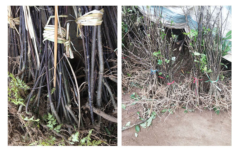 吳茱萸圖片/吳茱萸樣板圖 (4)