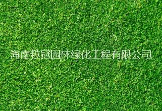 海南供應(yīng)草坪 海南臺灣草 臺灣草價格 大葉油草廠家直銷