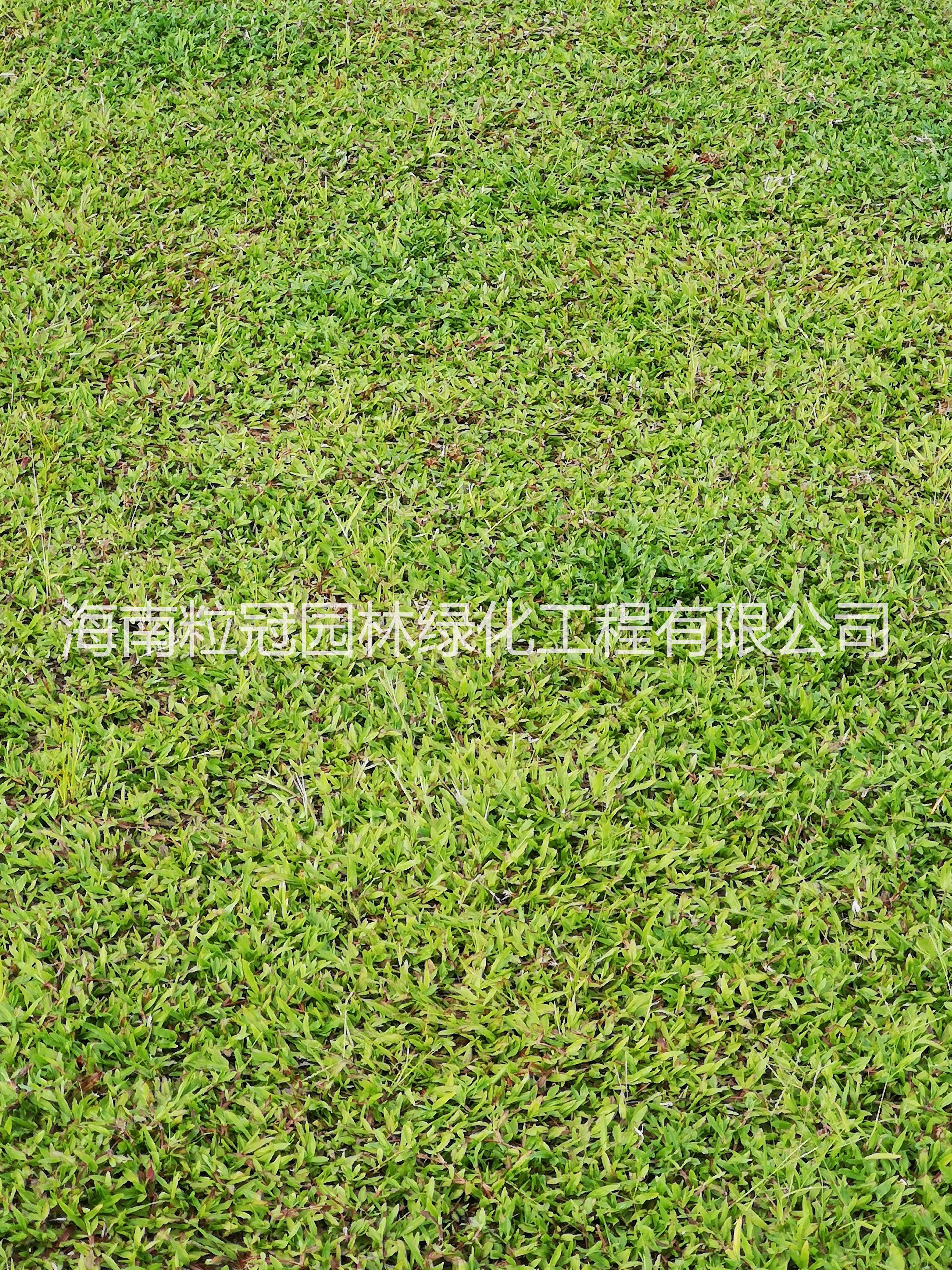 草種植圖片/草種植樣板圖 (2)