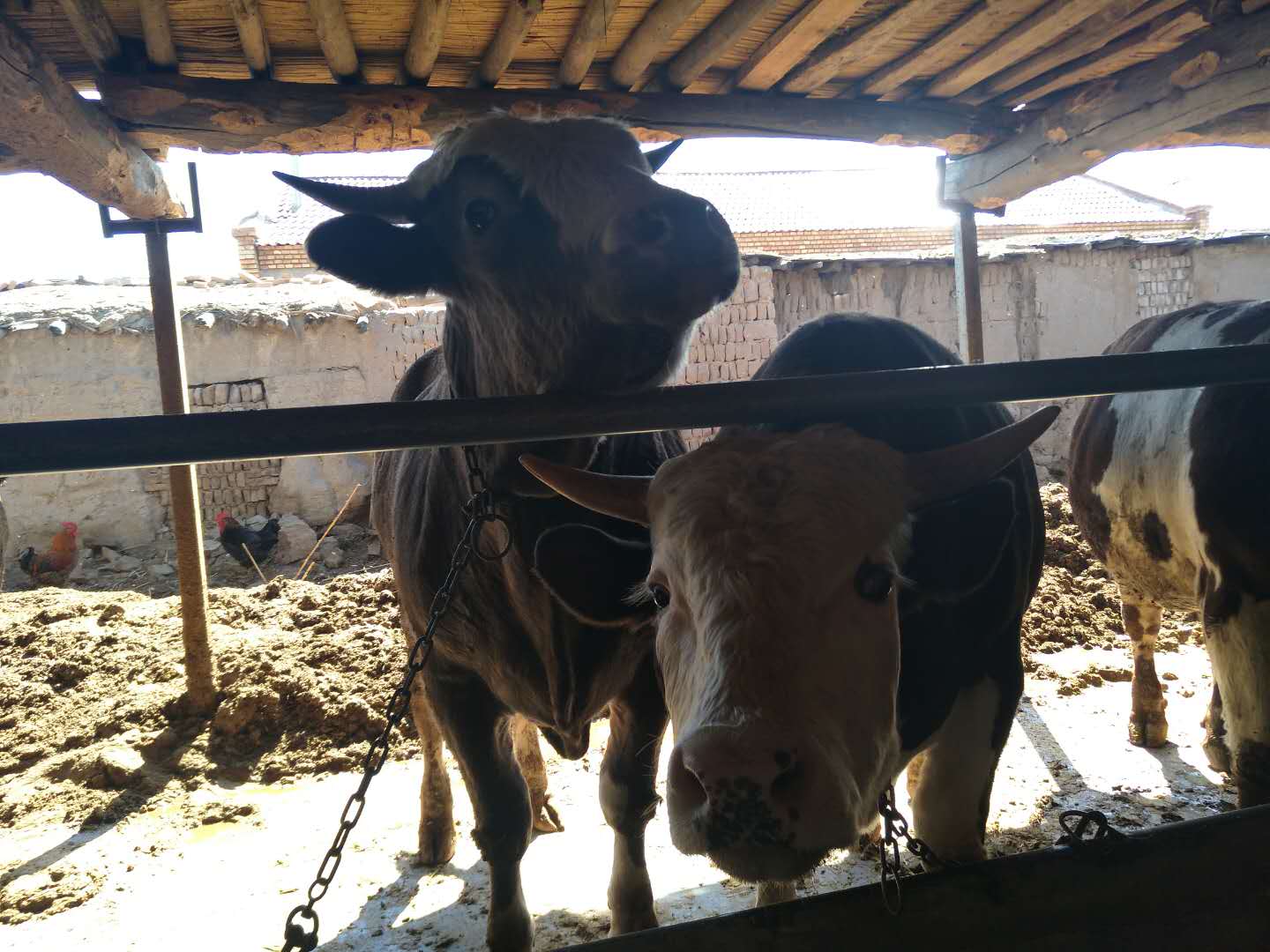 西門塔爾牛批發(fā)  肉牛價(jià)格  牛批發(fā)  牛價(jià)格   牛飼料  牛疾病預(yù)防   牛飼料配方