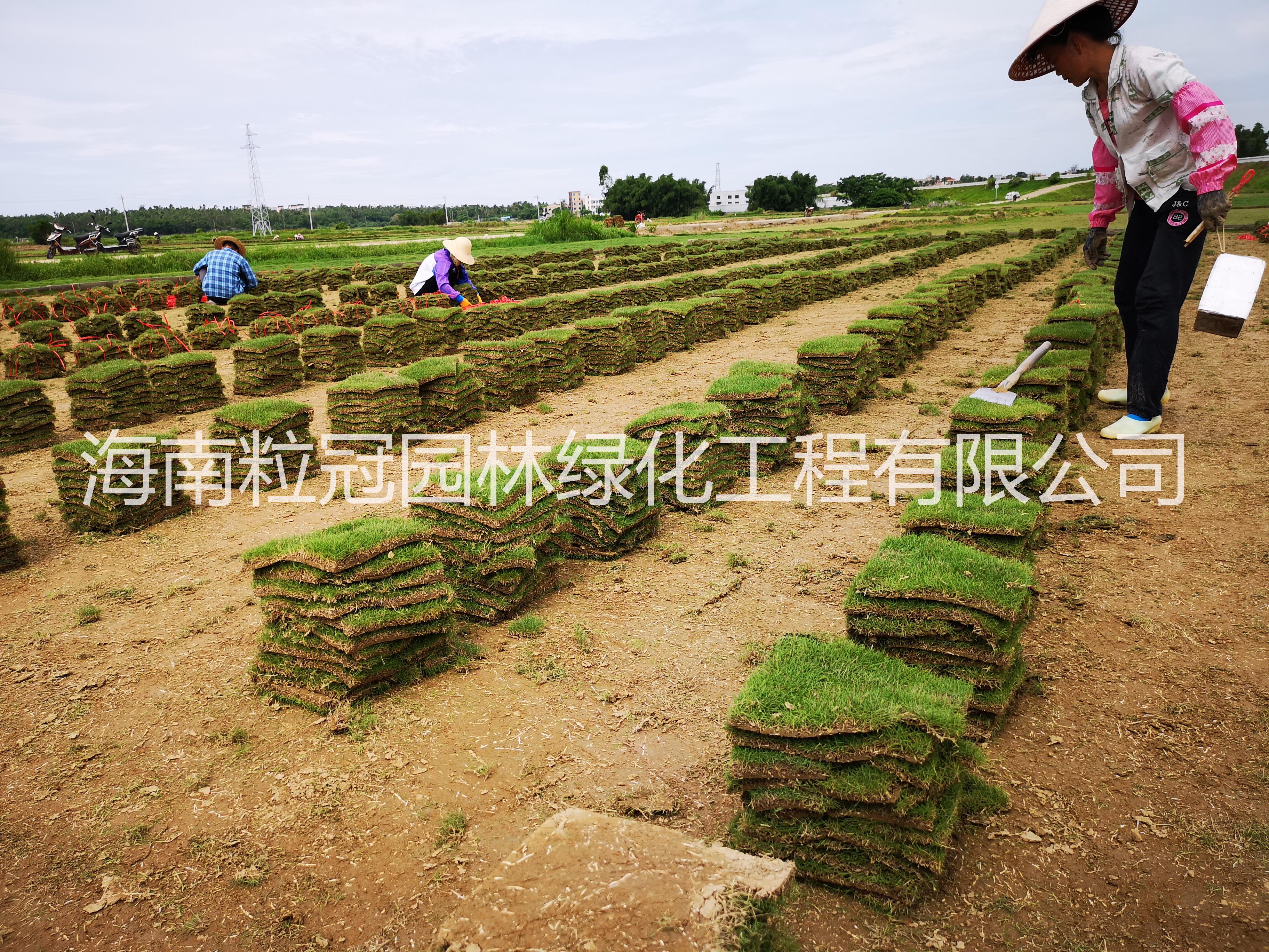 臺(tái)灣草圖片/臺(tái)灣草樣板圖 (4)