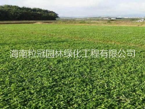 大葉油草基地直銷 大葉油草供貨 大葉油草種植批發(fā)