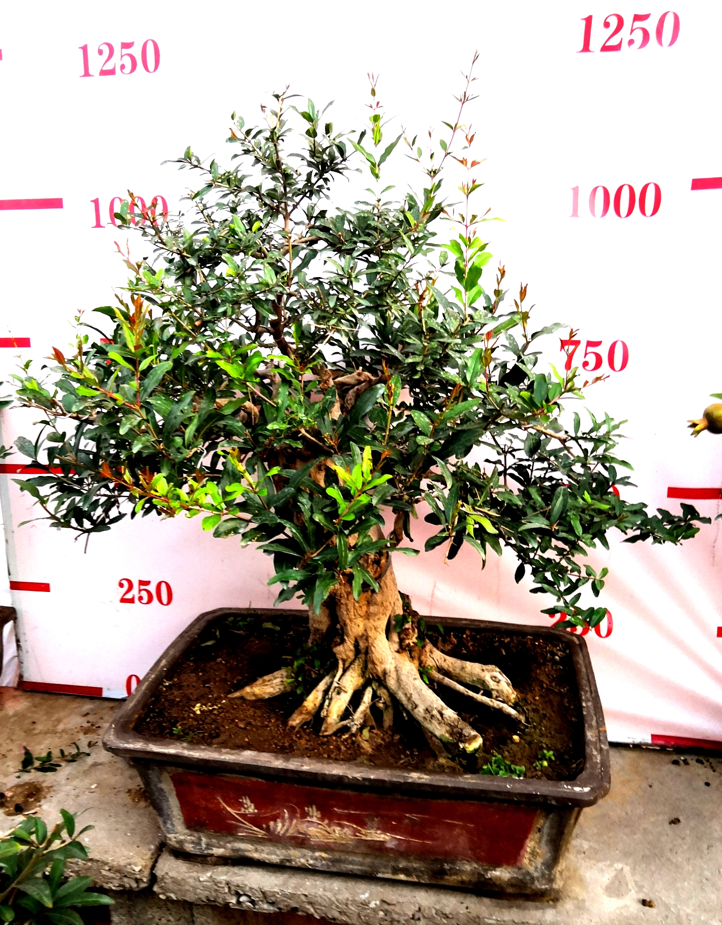 棗莊石榴盆景價(jià)格-棗莊石榴盆景栽圖片