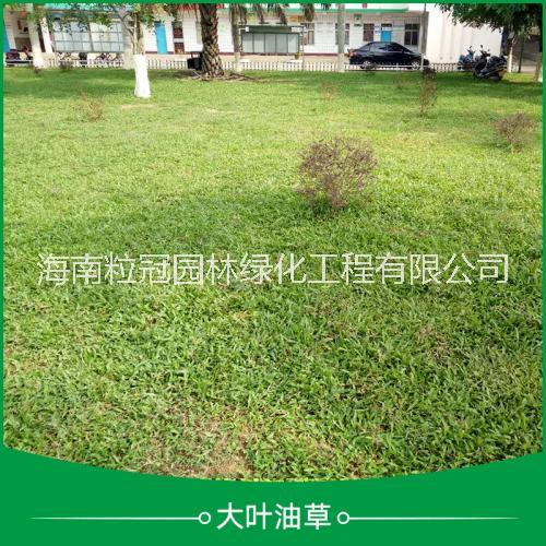 大葉油草種植基地圖片