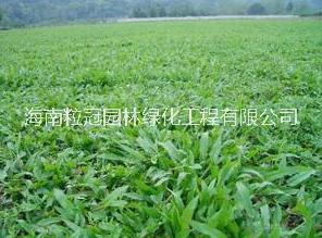 大葉圖片/大葉樣板圖 (1)