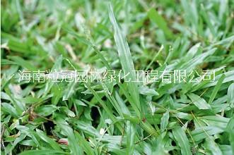 大葉圖片/大葉樣板圖 (1)