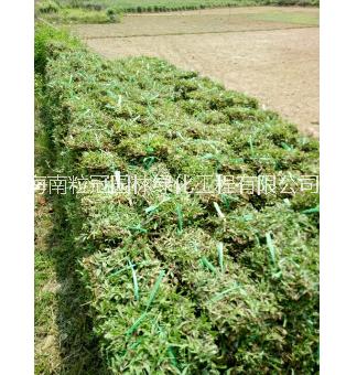 大葉圖片/大葉樣板圖 (3)