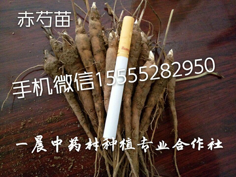 东北赤芍种苗价格