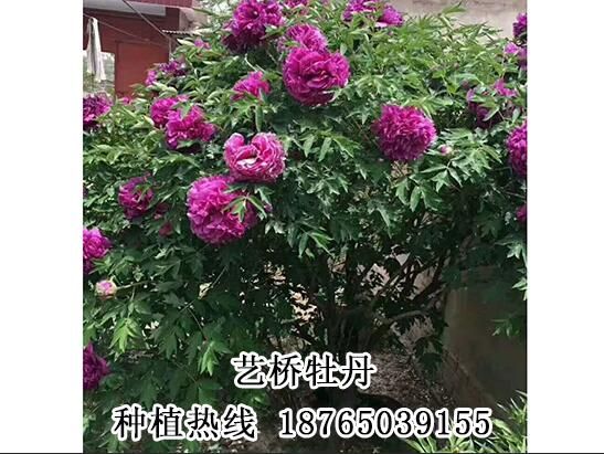 牡丹樹出售價(jià)格圖片/牡丹樹出售價(jià)格樣板圖 (1)