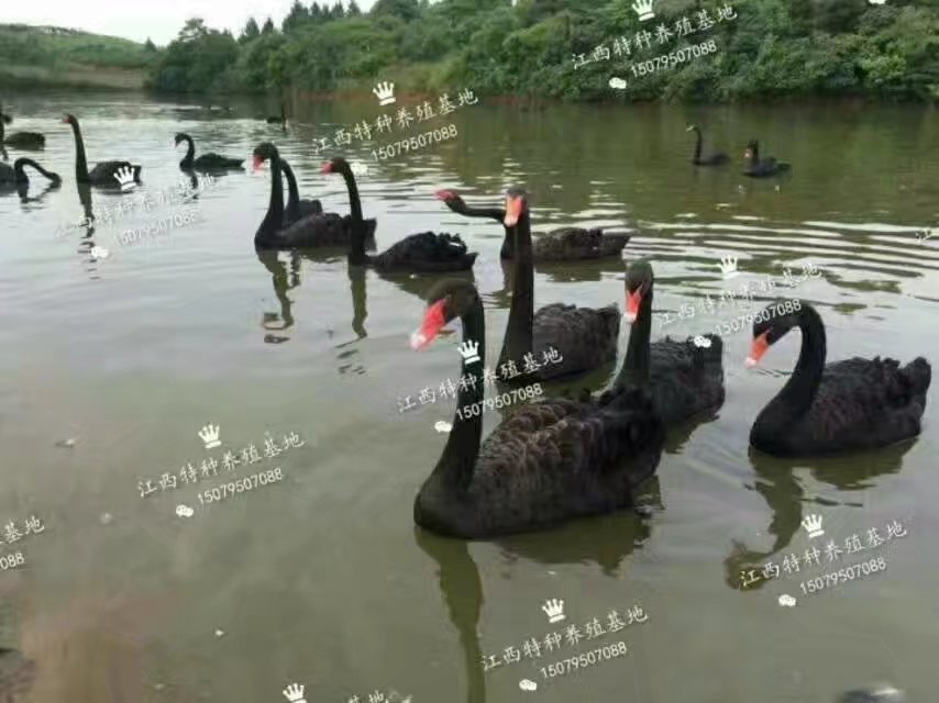 黑天鵝養(yǎng)殖圖片/黑天鵝養(yǎng)殖樣板圖 (2)