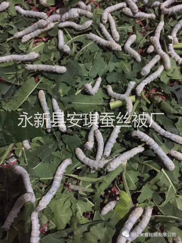 吉安蠶絲價(jià)格吉安蠶絲廠家直銷吉安蠶絲批發(fā)蠶絲