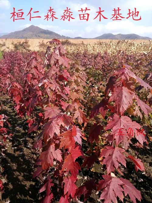 五角楓苗圖片/五角楓苗樣板圖 (2)