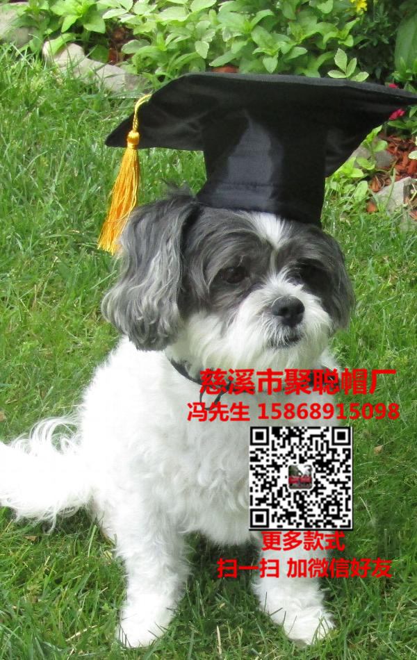 寵物用品圖片/寵物用品樣板圖 (2)