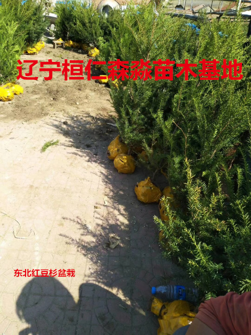 東北紅豆杉圖片/東北紅豆杉樣板圖 (3)
