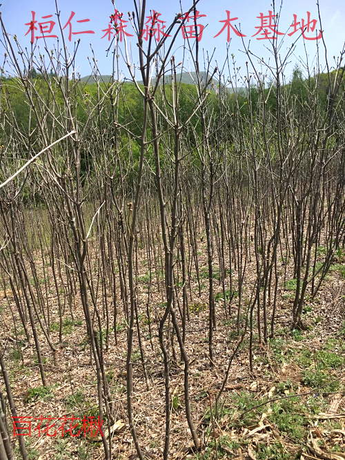花楸圖片/花楸樣板圖 (2)