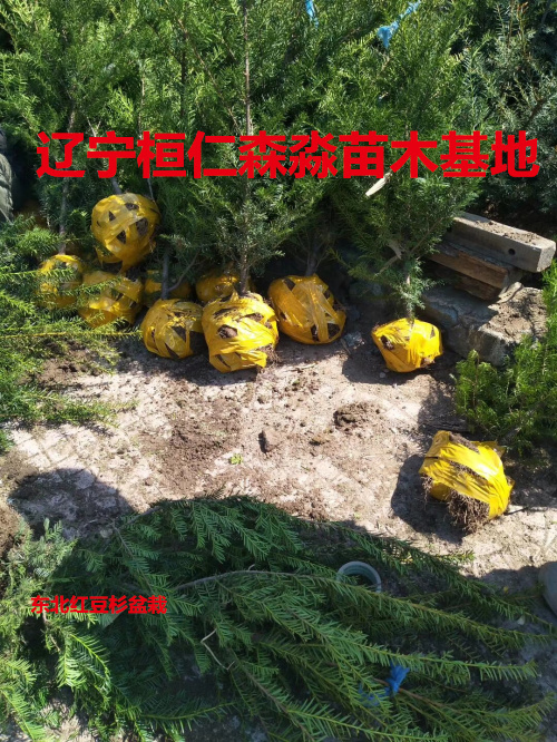 東北紅豆杉圖片/東北紅豆杉樣板圖 (1)