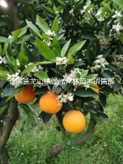 優(yōu)質(zhì)臍橙苗圖片