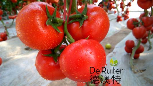 紅果番茄圖片/紅果番茄樣板圖 (2)