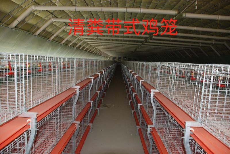 肉雞籠圖片/肉雞籠樣板圖 (4)