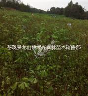 銀杏樹圖片/銀杏樹樣板圖 (3)