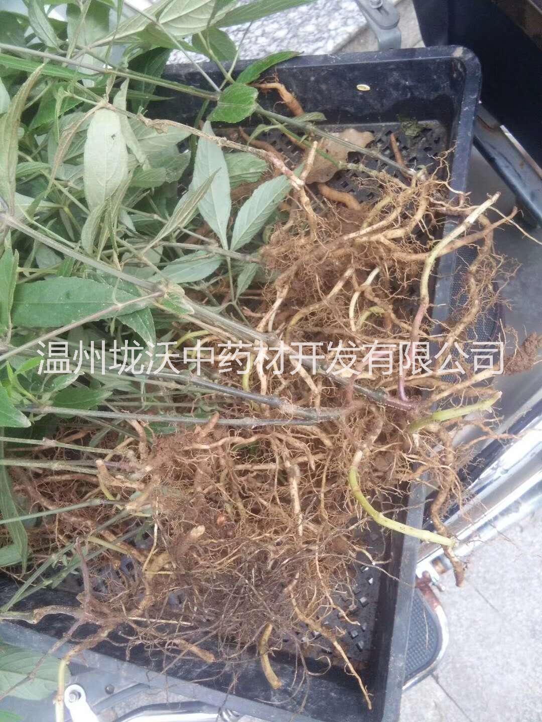 菜頭腎種苗圖片/菜頭腎種苗樣板圖 (3)