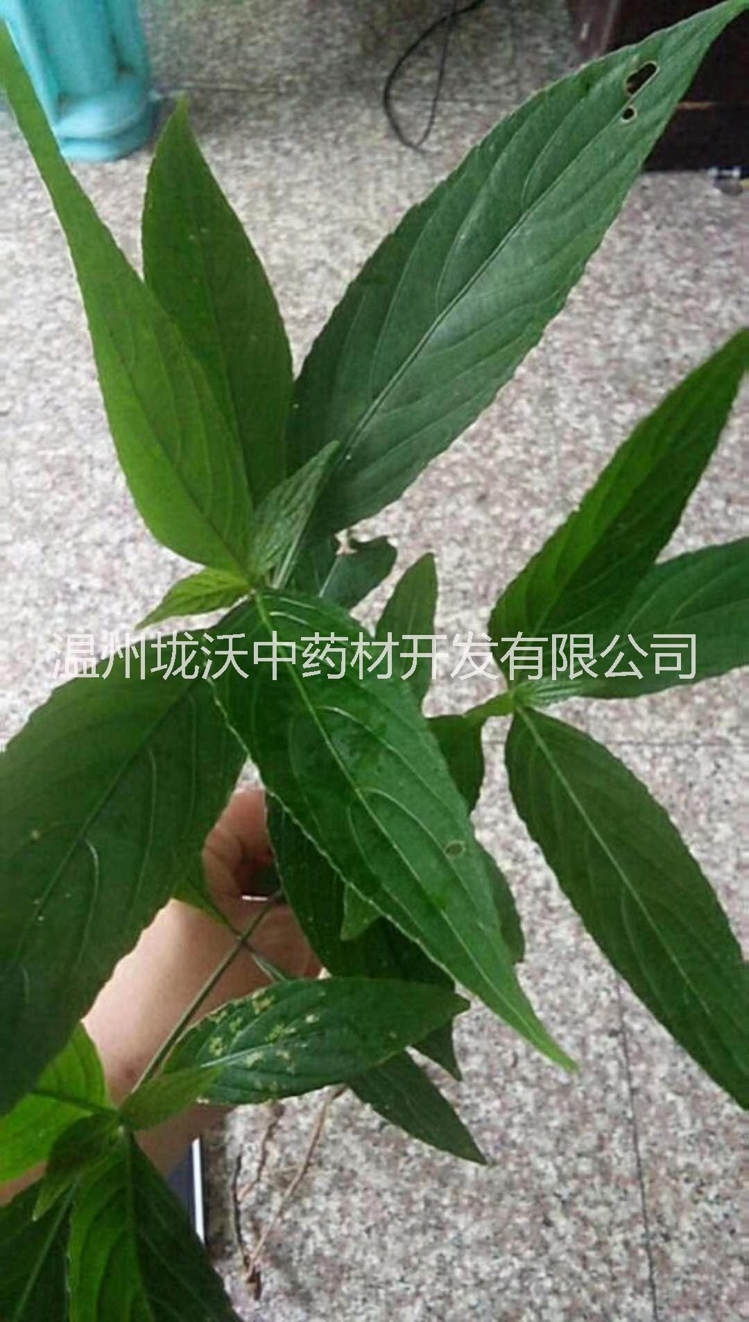 野生菜头肾 菜头肾种苗 土太子参 温七肾 温州特有 雁荡山原产地 肝肾双补 补肾养阴