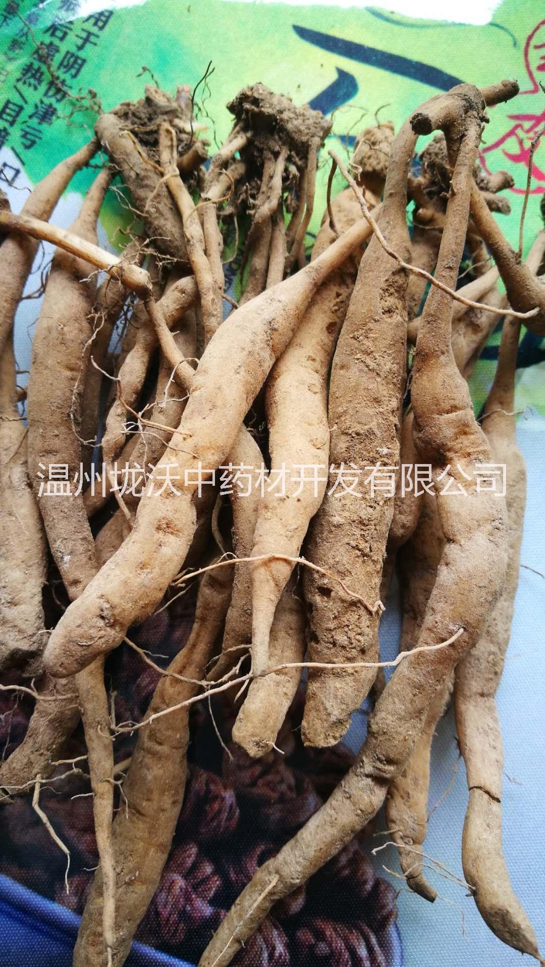 野生菜头肾 菜头肾种苗  温七肾 温州特有 雁荡山原产地 肝肾双补 补肾养阴  雁荡山菜头肾土太子参菜头肾鲜参图片