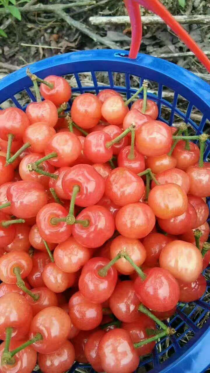 黑珍珠櫻桃小苗，紹興黑珍珠櫻桃小苗批發(fā)，櫻桃小苗批發(fā)