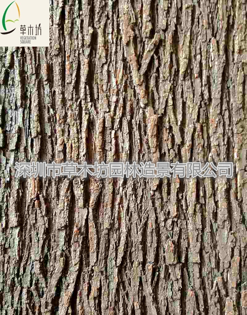 樹皮圖片/樹皮樣板圖 (2)