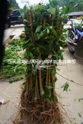 優(yōu)質李子苗圖片