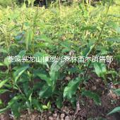 北海李子苗圖片