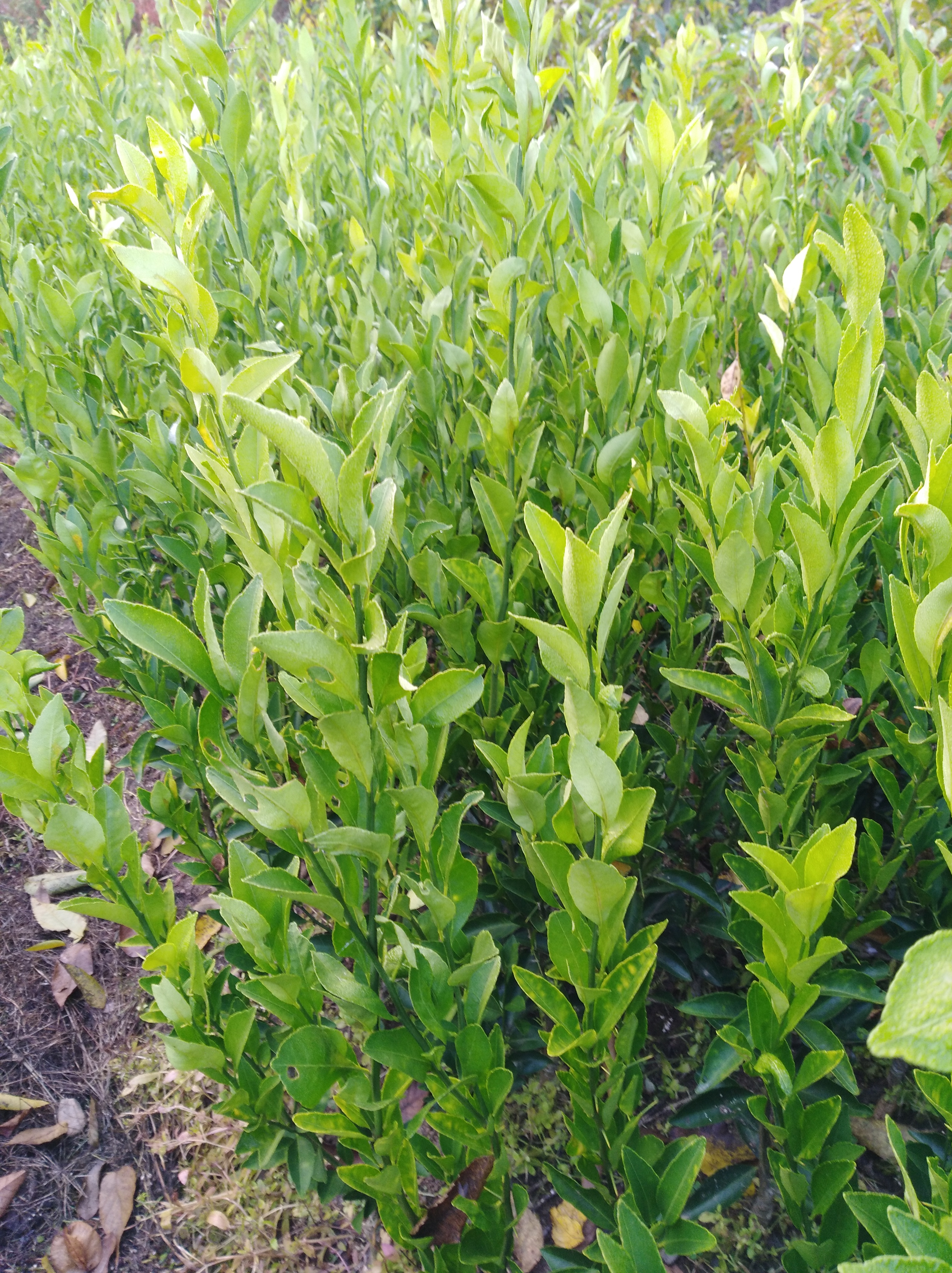 砂糖橘小苗，香泡，金桔，紅美人柑橘，綠美人柑橘，涌泉蜜桔