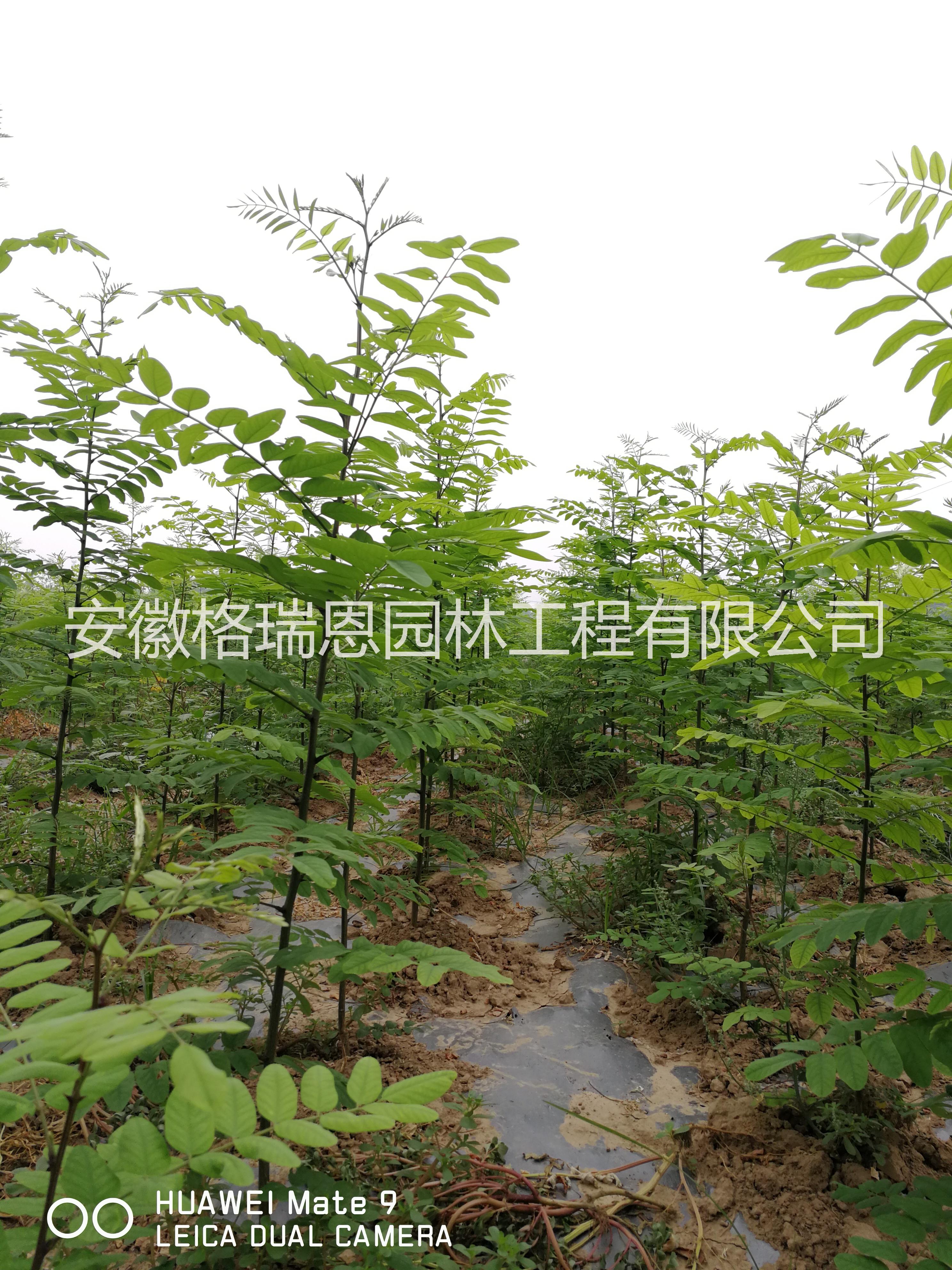 安徽圖片/安徽樣板圖 (4)
