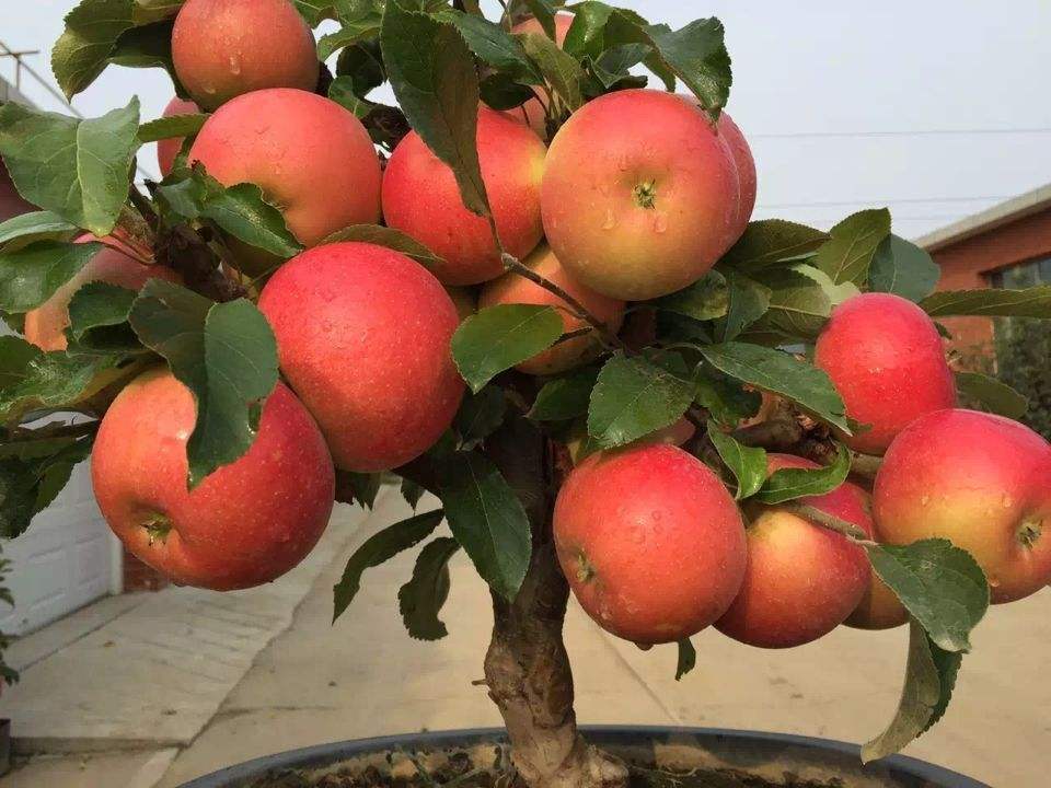 魯麗蘋(píng)果苗圖片/魯麗蘋(píng)果苗樣板圖 (4)