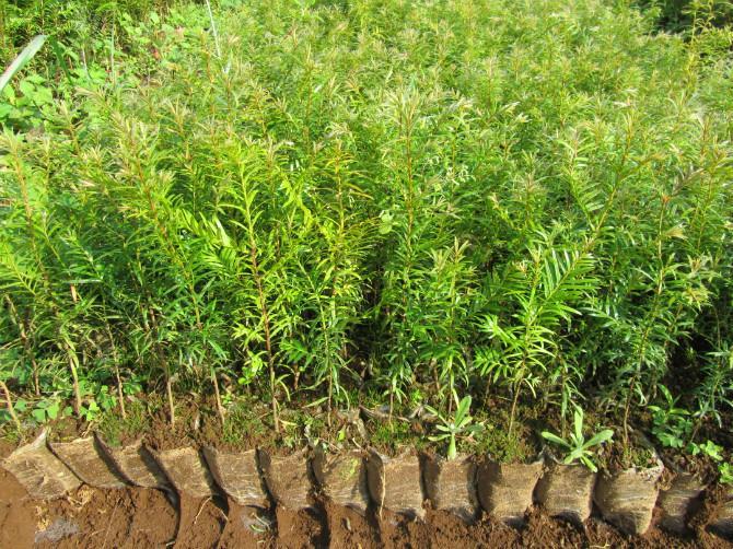 2021年苗木報價單 東北苗木報價單