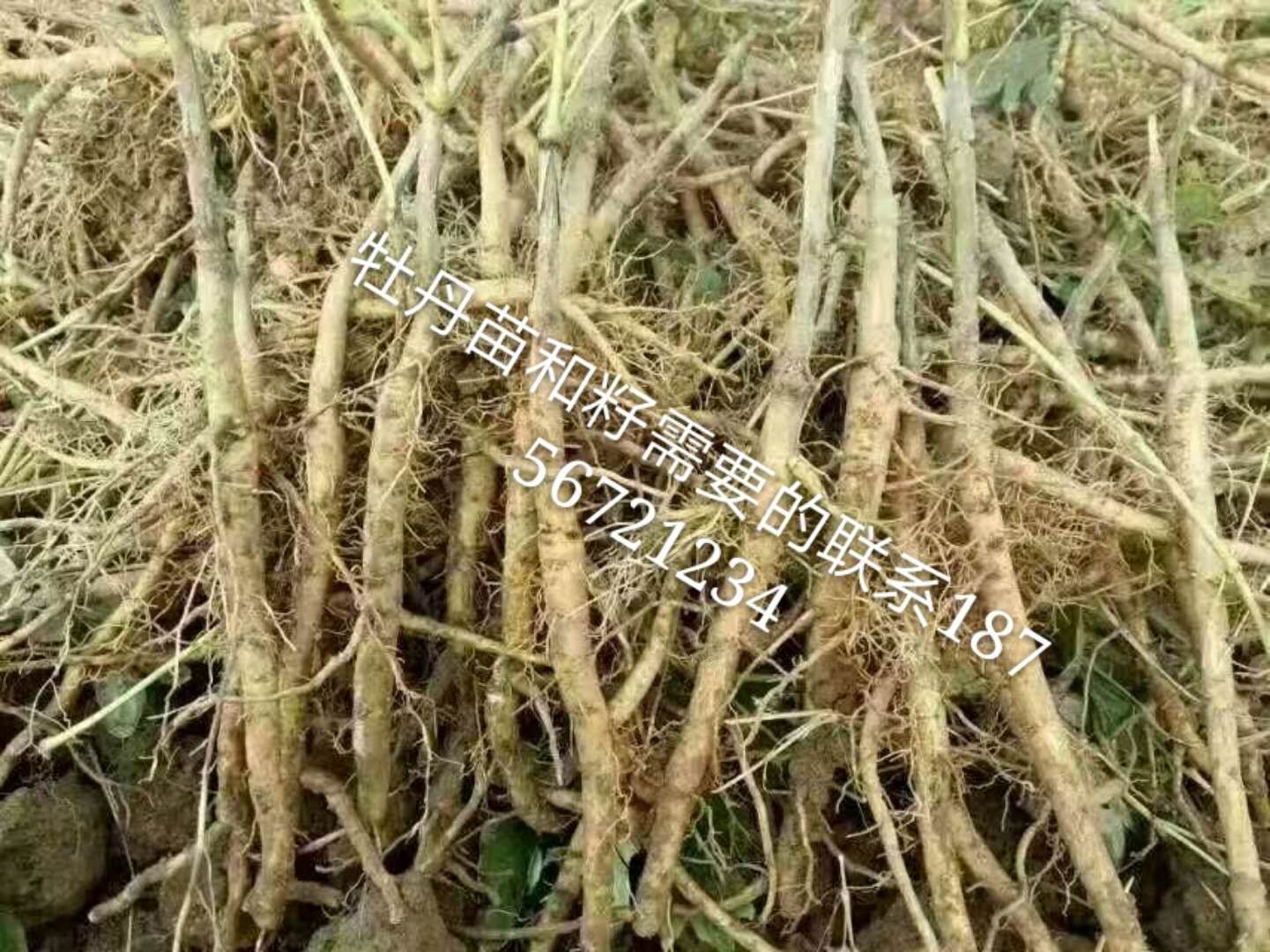 牡丹圖片/牡丹樣板圖 (3)