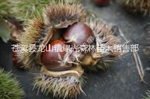 板栗苗圖片/板栗苗樣板圖 (3)