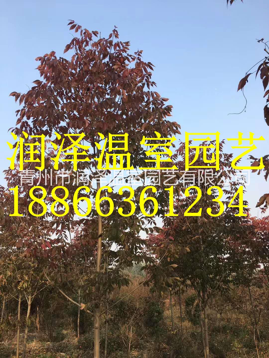 紅楓樹苗圖片/紅楓樹苗樣板圖 (3)