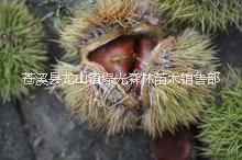 板栗苗圖片/板栗苗樣板圖 (2)